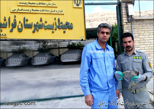 نجات پرنده شکاری قرقی توسط کارکنان منطقه عملیاتی آغار و دالان