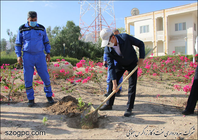 کارکنان زاگرس جنوبی با کاشت ۱۰۰۰ اصله نهال در روز درختکاری 16