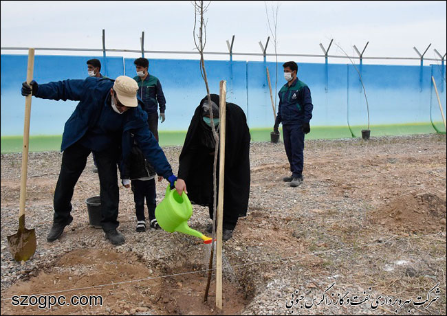 با کاشت ۳۱۰۰ اصله نهال به وسعت ۱۶۱ هکتار فضای سبز 6