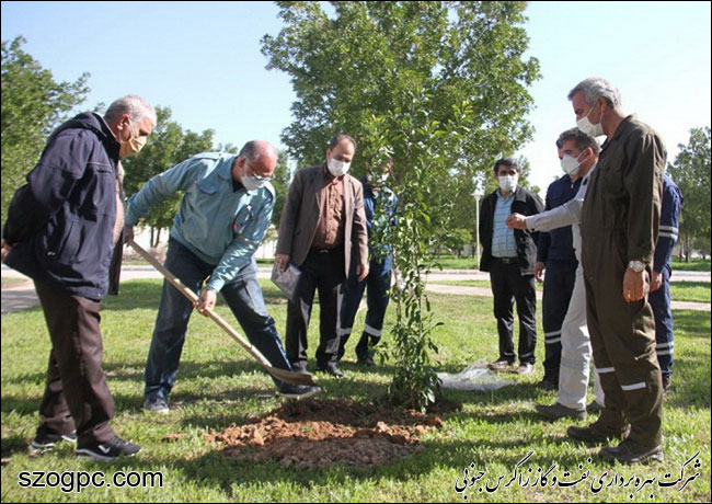 با کاشت ۳۱۰۰ اصله نهال به وسعت ۱۶۱ هکتار فضای سبز 8