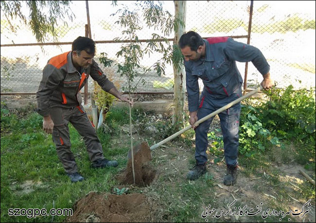با کاشت ۳۱۰۰ اصله نهال به وسعت ۱۶۱ هکتار فضای سبز 9