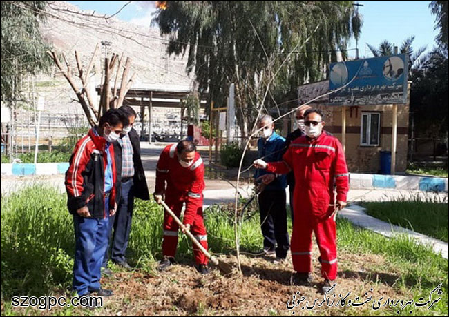 با کاشت ۳۱۰۰ اصله نهال به وسعت ۱۶۱ هکتار فضای سبز 11