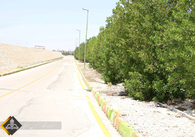 احداث و نگهداشت یک میلیون و ۵۰ هزار متر مربع فضای سبز صنعتی 10