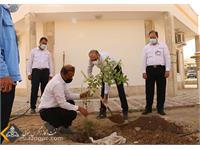 استقبال زاگرس جنوبی با کاشت نهای در روز درختکاری 5