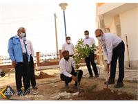 استقبال زاگرس جنوبی با کاشت نهای در روز درختکاری 6