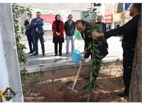 روز درختکاری 1401 5