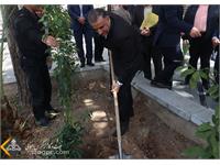 روز درختکاری 1401 6