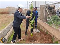 مشارکت شرکت نفت مناطق مرکزی ایران در جهاد ملی کاشت یک میلیارد درخت 6