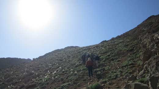 تیم کوهنوری 4