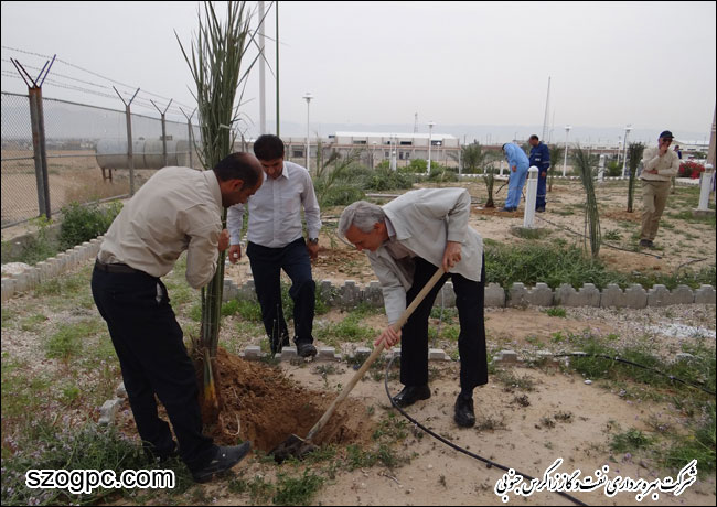 گرامیداشت روز درختکاری در شرکت بهره برداری نفت و گاز زاگرس جنوبی 1