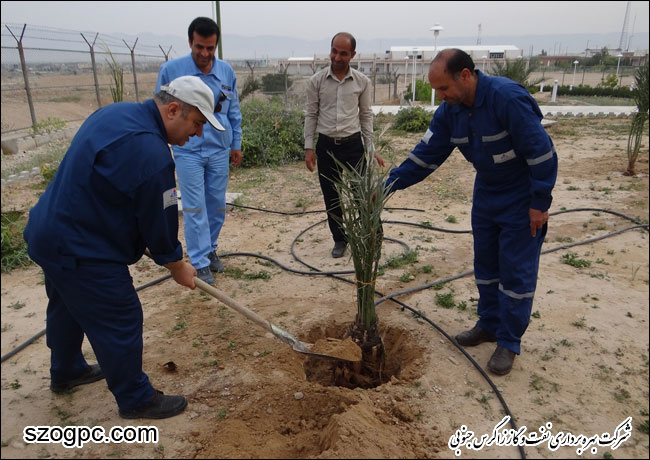 گرامیداشت روز درختکاری در شرکت بهره برداری نفت و گاز زاگرس جنوبی 2