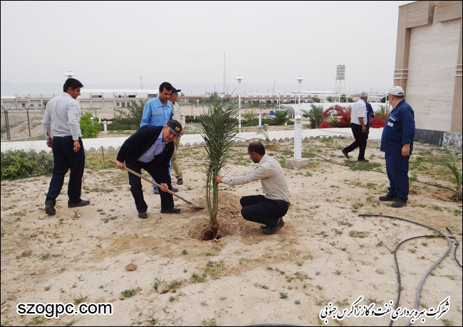 گرامیداشت روز درختکاری در شرکت بهره برداری نفت و گاز زاگرس جنوبی 3