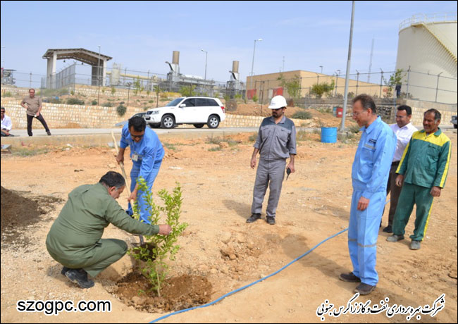 گرامیداشت روز درختکاری در شرکت بهره برداری نفت و گاز زاگرس جنوبی 4