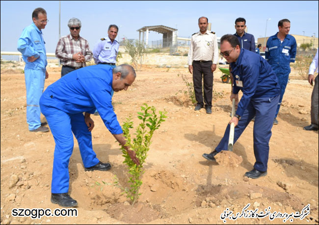 گرامیداشت روز درختکاری در شرکت بهره برداری نفت و گاز زاگرس جنوبی 5