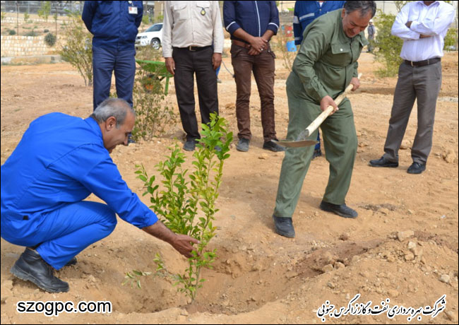 گرامیداشت روز درختکاری در شرکت بهره برداری نفت و گاز زاگرس جنوبی 6